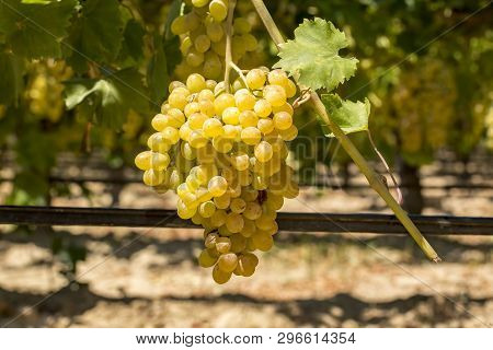Grapes Field, Vineyard (turkey Izmir Buca Vineyard)