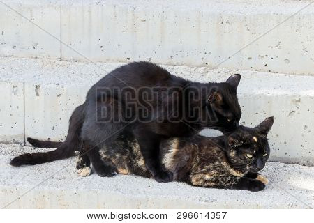 Domestic Cats Make Love. Street Cats In The Act Of Mating.