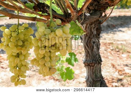 Grapes Field, Vineyard (turkey Izmir Buca Vineyard)