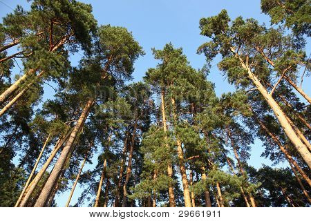 borovice
