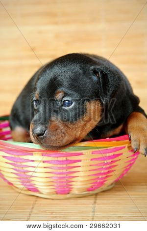 Lille Pinscher hvalp