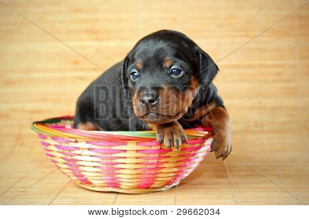 Lille Pinscher hvalp