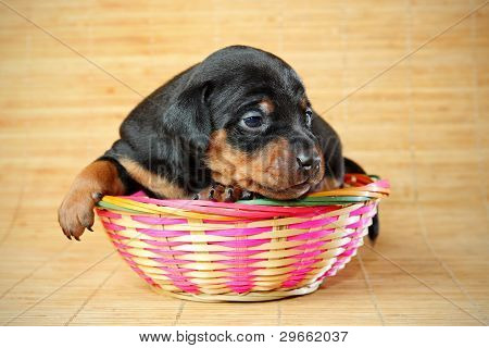Lille Pinscher hvalp