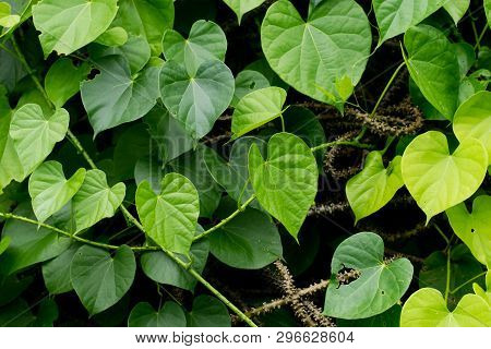 Leaves And Vines Tinospora Cordifolia Tree In The Garden