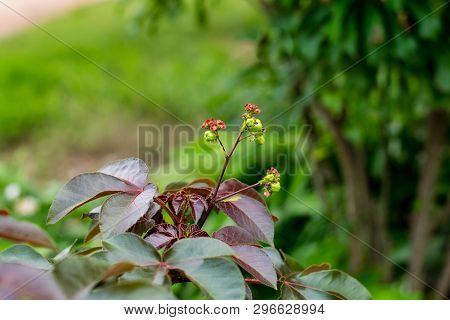 Bellyache Bush, Jatropha Gossypifolia, In The Garden