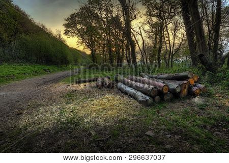 Logs At The Start Of A Forest Walk At Ten Acre Woods In Margam, Port Talbot, South Wales Uk