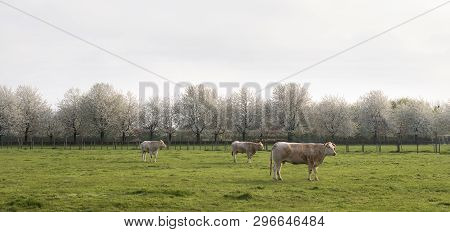 Blonde D'aquitaine Cows Graze In Green Meadow Near White Blooming Spring Trees