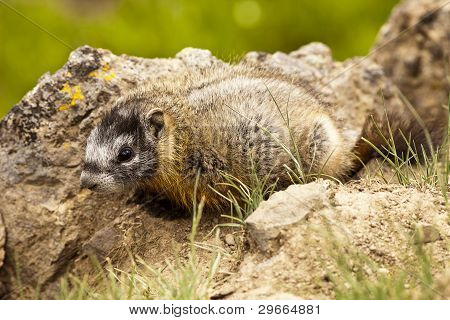 Bebê marmota flaviventris