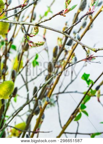 Spring Feeling Nature Background With Willow Branches Pussy Willow Srpingtime Background, Selective 
