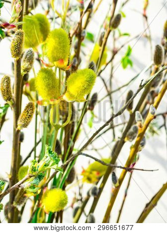 Spring Feeling Nature Background With Willow Branches Pussy Willow Srpingtime Background, Selective 