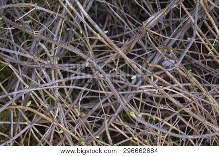 Interlacing Branches Of A Climbing Plant Of Honeysuckle With Swelling Buds. Buds Bloom On The Escape