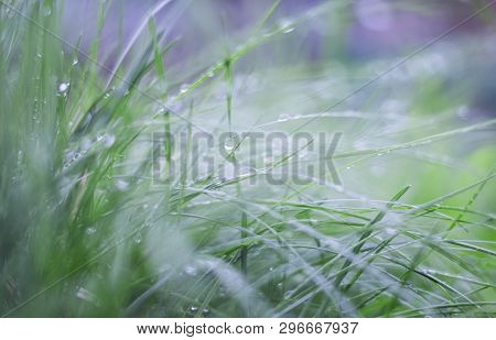 Beautiful Nature Background, Fresh Grass And Water Drops
