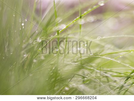Beautiful Nature Background, Fresh Grass And Water Drops