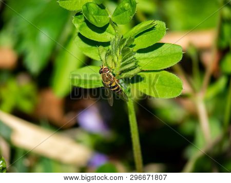 A Syrphini Hoverfly Rests On Fresh Spring Greenery In A Japanese Forest