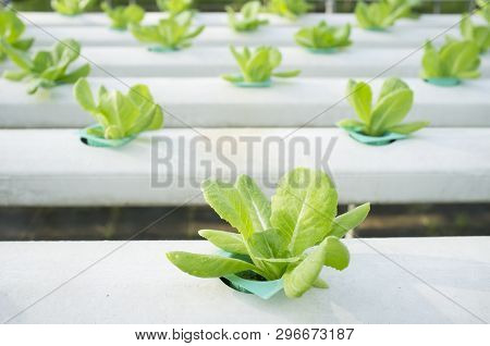 Organic Vegetables Hydrophonic Plantation At Farm In Thailand