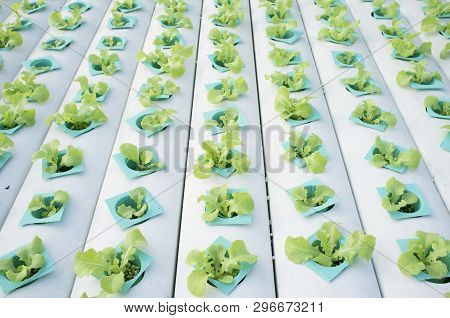 Organic Vegetables Hydrophonic Plantation At Farm In Thailand