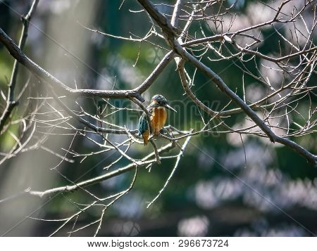 A Common Kingfisher, Alcedo Atthis Bengalensis, Perches On A Branch Overlooking Its Fishing Pond. Th