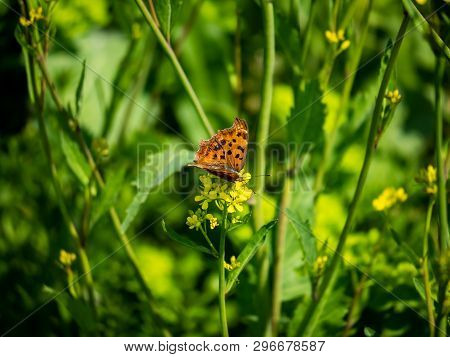An Asian Comma Butterfly, Polygonia C-aureum, Feeds From Yellow Wildflowers In A Presently Fallow Ri