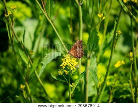 An Asian Comma Butterfly, Polygonia C-aureum, Feeds From Yellow Wildflowers In A Presently Fallow Ri