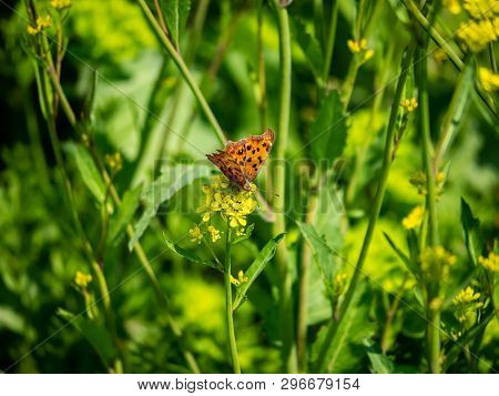 An Asian Comma Butterfly, Polygonia C-aureum, Feeds From Yellow Wildflowers In A Presently Fallow Ri