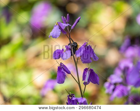A Japanese Carpenter Bee, Xylocopa Appendiculata, Feeds From Honesty Flowers Along A Small Wetland I