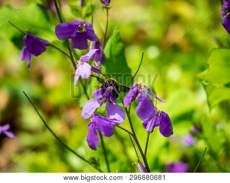 A Japanese Carpenter Bee, Xylocopa Appendiculata, Feeds From Honesty Flowers Along A Small Wetland I