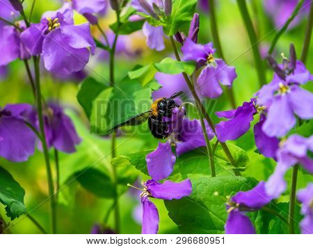 A Japanese Carpenter Bee, Xylocopa Appendiculata, Feeds From Annual Honesty Flowers Along A Small We
