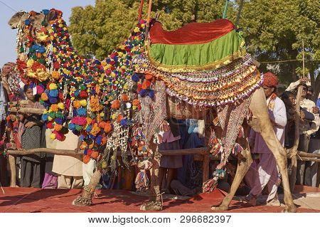 Nagaur, Rajasthan, India - February 13, 2008: Decorated Camel At The Annual Livestock Festival In Na