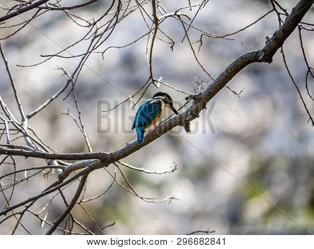 A Common Kingfisher, Alcedo Atthis Bengalensis, Perches On A Branch Overlooking Its Fishing Pond. Th