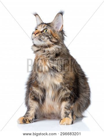 Pregnant Maine Coon Cat Isolated Oner White Background
