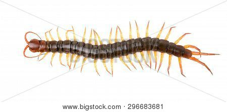 Centipede Isolated On White Background