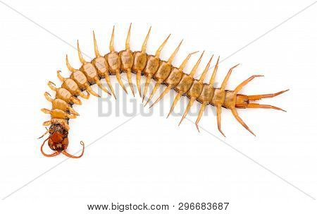 Centipede Isolated On White Background