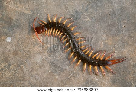 Giant Centipede On Cement Floor