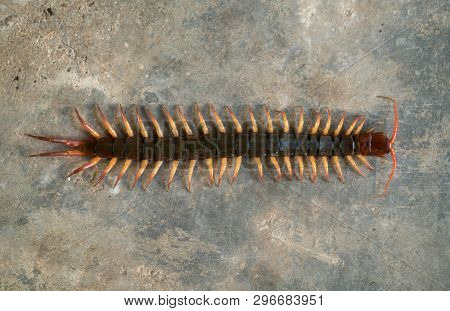 Giant Centipede On Cement Floor