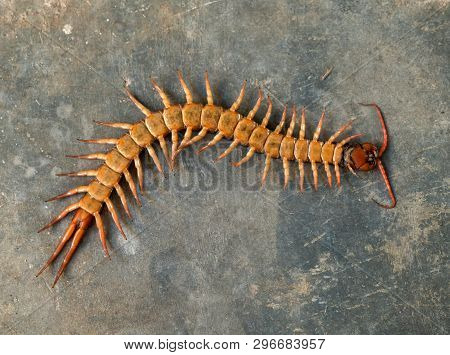 Giant Centipede On Cement Floor