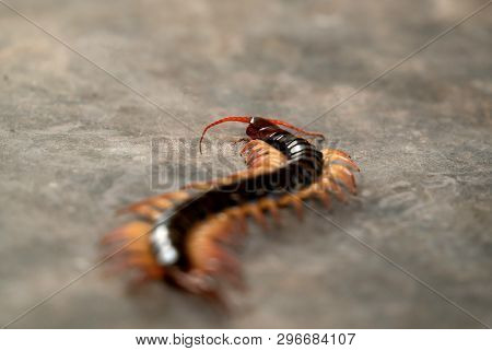 Giant Centipede On Cement Floor