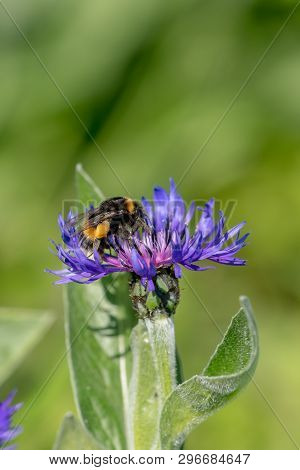 Cornflower With Bumblebee In Front Of Green Blurred Background
