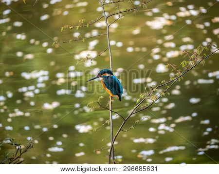 A Common Kingfisher, Alcedo Atthis Bengalensis, Perches On A Branch Overlooking Its Fishing Pond. Th