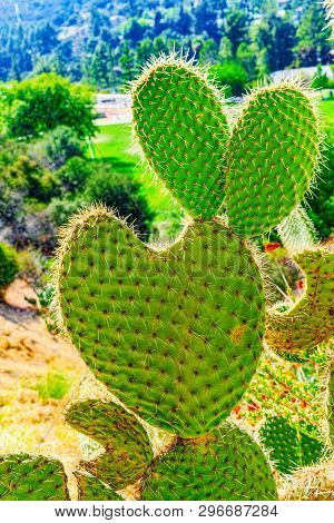 Wild Cactus  In Natural Habitat Conditions.