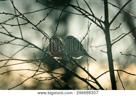 Pair Of Bullfinch