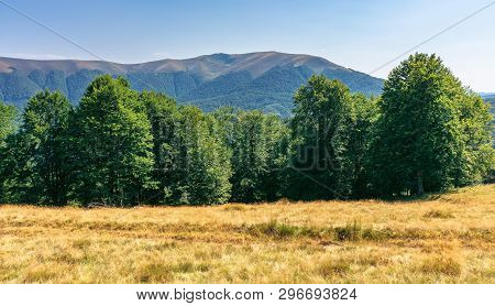 Primeval Beech Forest In Mountains. Meadows In Weathered Grass. Range Of Ridges In The Distance. Won