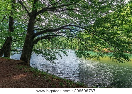 Lake Among The Beech Forest. Beautiful Summer Scenery In Vihorlat Mountains, Slovakia. Wonderful Des