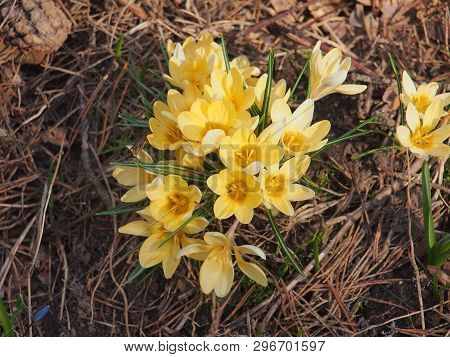 Crocuses Bloom. Little Yellow Spring Flowers.