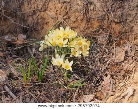 Crocuses Bloom. Little Yellow Spring Flowers.