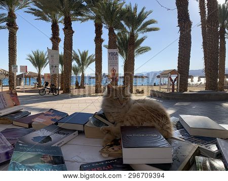 Eilat, Israel - March 03, 2019: Red Cat Lying On The Counter Bookcrossing On The Promenade In Eilat