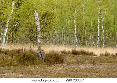 Moorland Birch Trees With Fresh Green Spring Foliage Leaves On Brown Gold And Green Grass