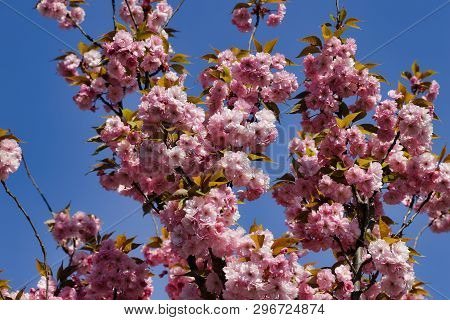 Blossoming Of Almond Tree Prunus Dulcis In The Spring Garden. Macro Photography Of Nature.