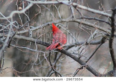 Kardinal auf einem Baum