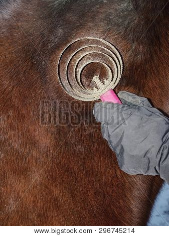 Girl Hand Brushes Horse Winter Fur  From Muddy Pieces And Dust. Light Reflection