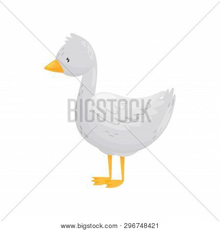 Gosling. Young, White With Orange Paws. Vector Illustration.